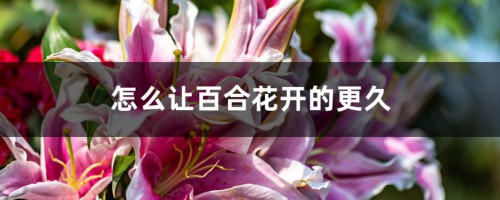 怎么让百合花开的更久，花期怎么养