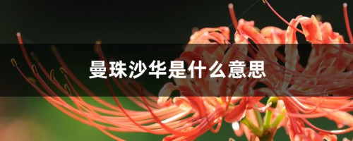 曼珠沙华是什么意思，曼珠沙华花语