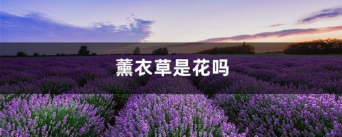 薰衣草是花吗，薰衣草花什么样子