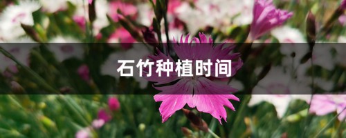 石竹种植时间