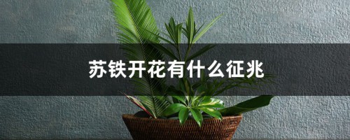 苏铁开花有什么征兆