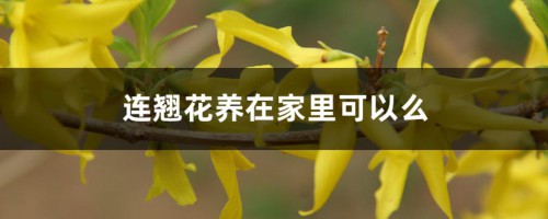 连翘花养在家里可以么，养殖方法和注意事项