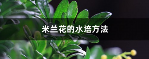 米兰花的水培方法