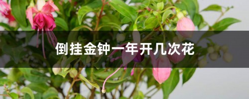 倒挂金钟一年开几次花