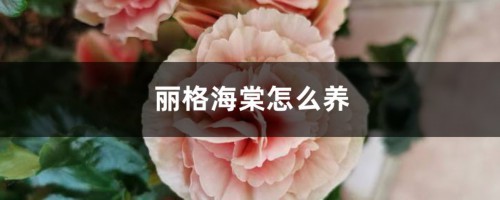 丽格海棠怎么养