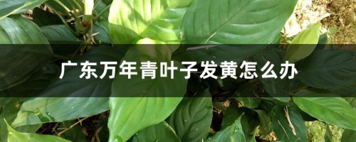 广东万年青叶子发黄怎么办