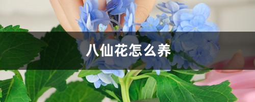 八仙花怎么养